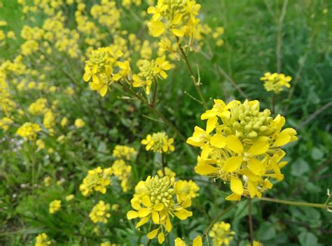 al encuentro con las flores: MUSTARD - Mostaza (Sinapis arvensis)