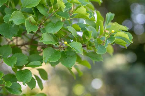 Oriental Bittersweet Plant Profile