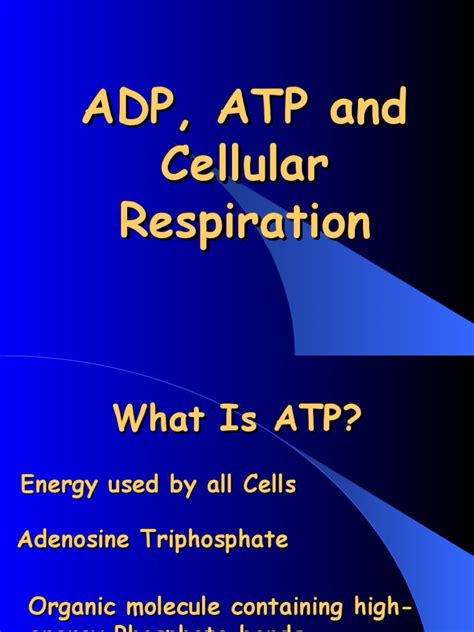 ADP, ATP and Cellular Respiration | PDF | Cellular Respiration ...