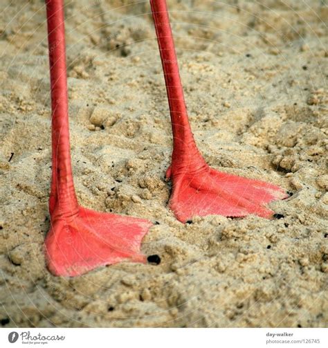 On slender feet Flamingo - a Royalty Free Stock Photo from Photocase