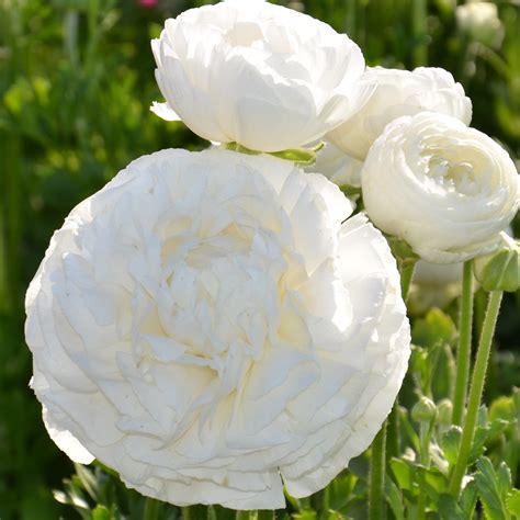 White Ranunculus Bulbs for Sale – Easy To Grow Bulbs