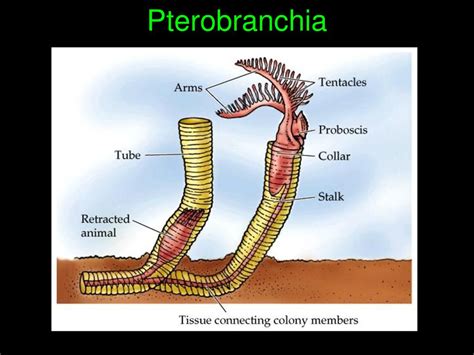 The Coelomates Protostomes Deuterostomes Blastopore mouth - ppt download