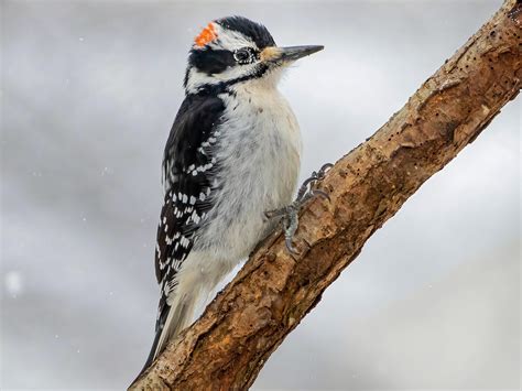 Female And Male Downy Woodpecker