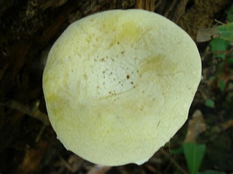 Florida Id - Mushroom Hunting and Identification - Shroomery Message Board