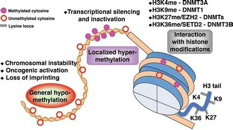 What Is DNA Methyltransferase? Definition & Functions