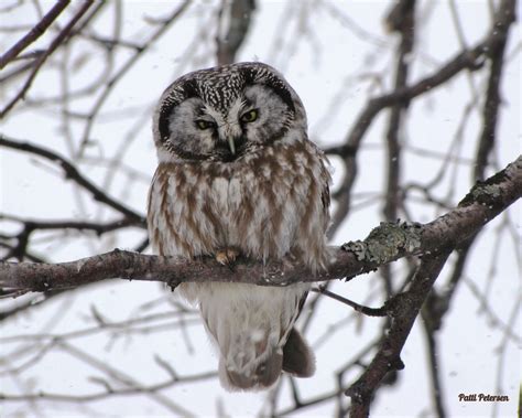 Boreal owl | The Raptor Center