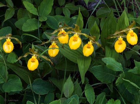 Wild Yellow Lady Slippers | Wisconsin | Joseph Kayne Photography