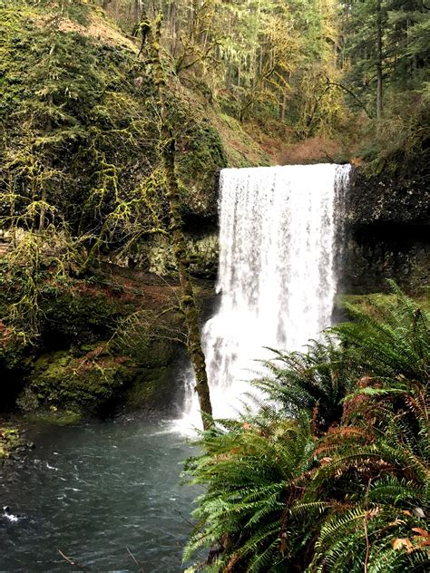 Silver Creek Falls? or Silver Falls State Park? — Friends of Silver Falls