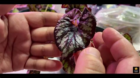 Incredible Way Propagating Rex Begonias From Single Leaf That You Would ...