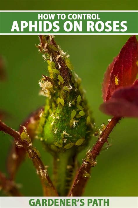 How to Control Aphids on Roses | Gardener’s Path