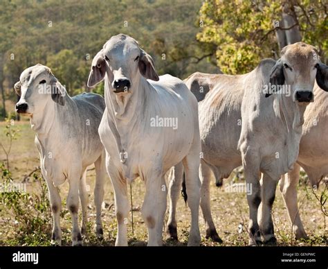 Brahman Cattle Australia : Australian Beef Cattle Brahman Heifers Stock ...