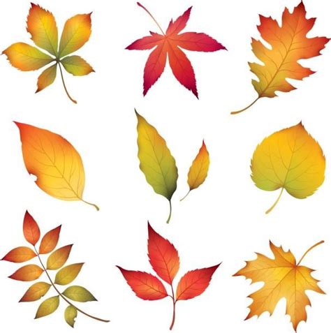 Set of autumn leaves | Hojas pintadas, Arte de hoja, Dibujos hojas