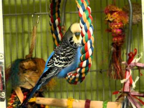 English Budgie Talking and Singing to Himself - YouTube