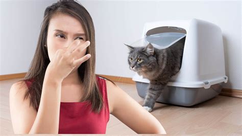 Will an Air Purifier Help With Cat Litter Box Smells?