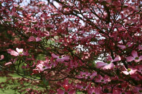 Dogwood Trees: Everything You Ever Wanted to Know – FastGrowingTrees.com