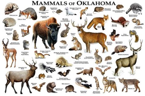 Mammals of Oklahoma Poster Print / Oklahoma Mammals Field | Etsy