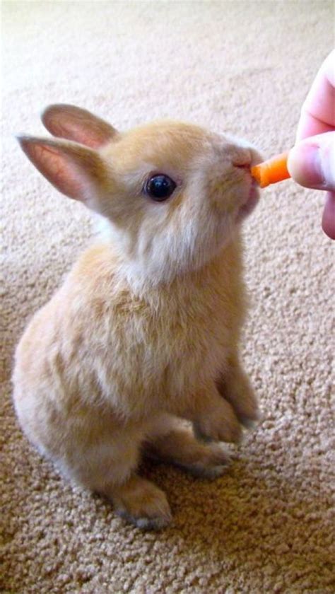 Baby Rabbit Eating A Carrot | Cutest Paw | Baby animals, Cute baby ...