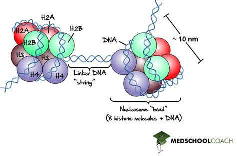 Histones