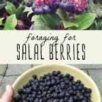 Foraging for Salal Berries and Leaves