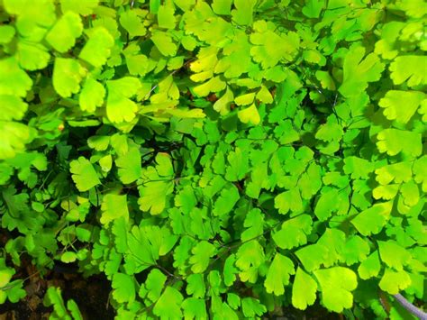 Adiantum - Maidenhair Fern - Landsdale Plants