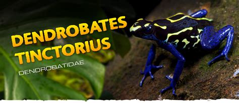 Dendrobates tinctorius - Frogs & Co