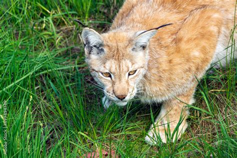 Animal wildlife portrait of a eurasian lynx lynx outdoors in the ...