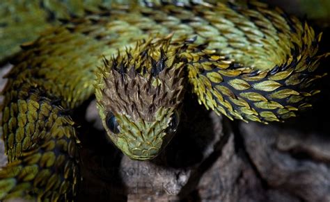 18 best atheris hispida images on Pinterest | Reptiles, Snakes and Pit viper