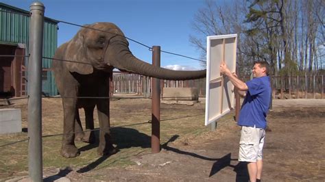 Six Flags Elephant Shows Off Artistic Talent | Video | NJ Spotlight News