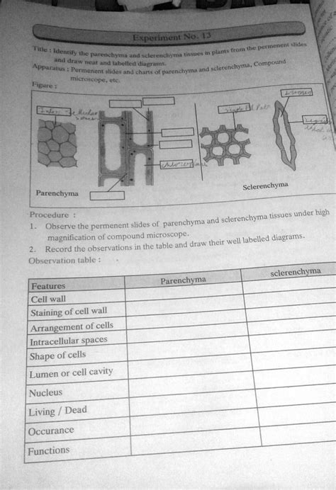 SOLVED: 'identify the parenchyma and sclerenchyma tissues in plants from the permanent slides ...