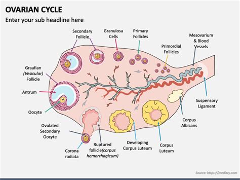 Ovarian Cycle PowerPoint and Google Slides Template - PPT Slides