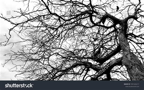 Dark Tree Branches Silhouette Birds Stock Photo 1991626217 | Shutterstock