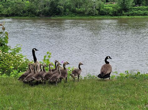 Geese at the Allegheny River Trail : Holly Lynn Gibbons Photography