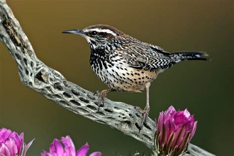 Discover the Arizona State Bird: The Cactus Wren