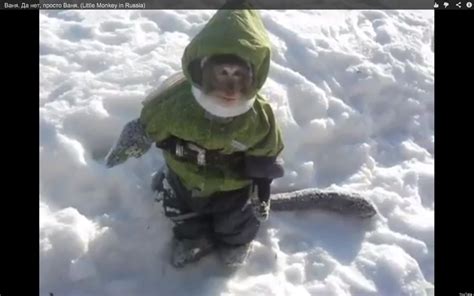 Monkey In A Snowsuit Charms The Internet, Hops Around In The Snow (VIDEO) | HuffPost