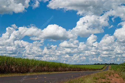 Sugar Cane fields in Brazil - Stock Image - C023/7479 - Science Photo ...