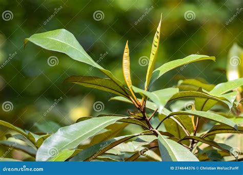 Leaves of Gutta Percha, Palaquium Gutta Stock Photo - Image of ...