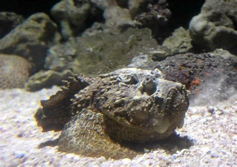 Stonefish – "OCEAN TREASURES" Memorial Library