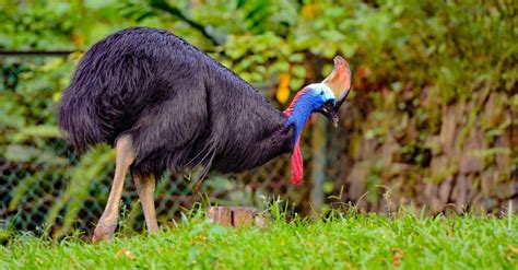 Cassowary - A-Z Animals