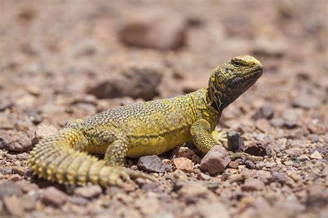 North African spiny-tailed lizard (Uromastyx acanthinura), by Frank ...