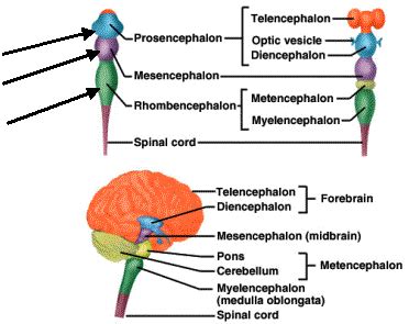 Pin on Medizin