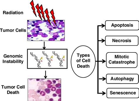 Various modes of cancer cell death induced by radiation therapy. | Download Scientific Diagram