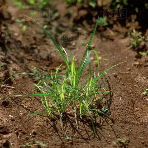 Nut Grass Identification