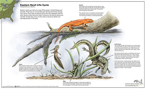 Eastern Newt Life Cycle - Illustration@Science-Art.Com