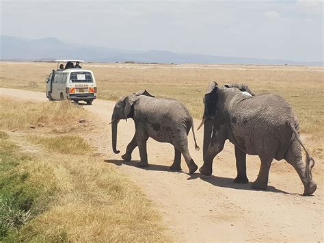 Kenya Wildlife Safari Tours Bring Excitement and Thrill!