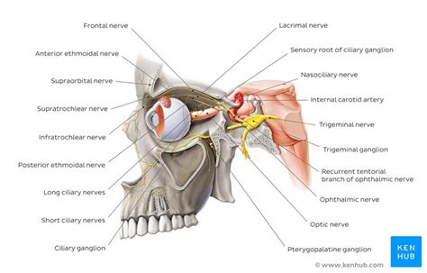 Ophthalmic nerve (CN V1): Anatomy and function | Kenhub