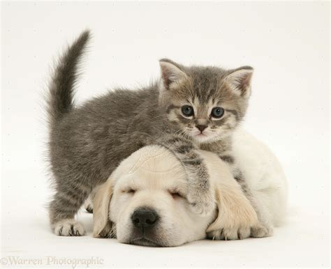 Kittens And Puppies Wallpapers Group (72+)