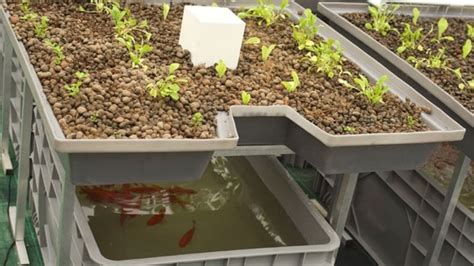 Aquaponics :- What are the advantages of Aquaponics?