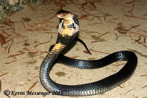 Naja atra (Chinese Cobra) | Reptile snakes, Snake, Reptiles