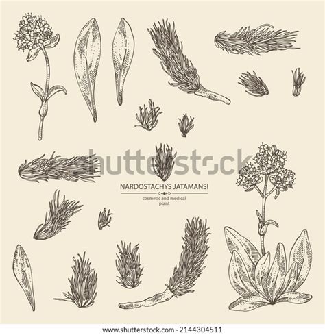 Collection Nardostachys Jatamansi Plant Flowers Codonopsis Stock Vector (Royalty Free ...