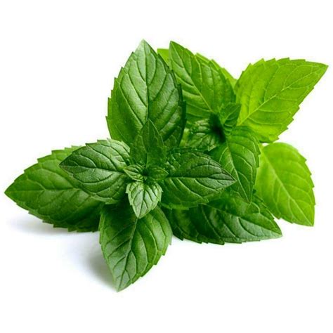 Peppermint Seeds (Mentha piperita)